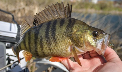 Мартенски костури